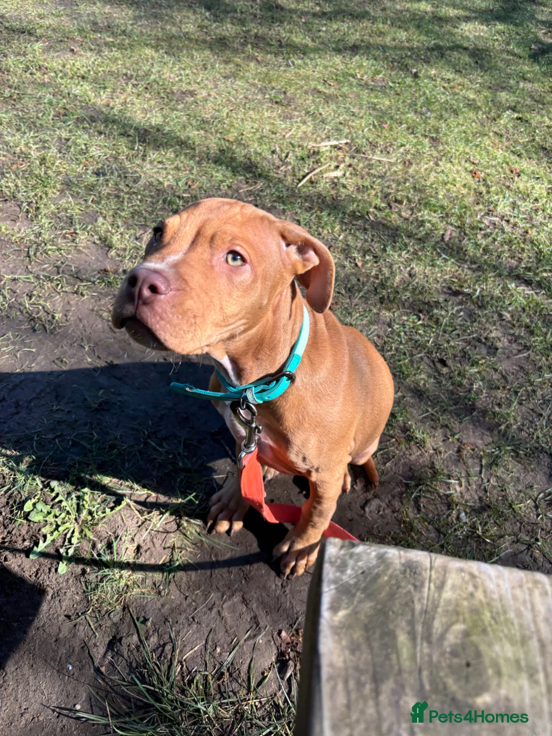 Mixed Breed dogs for sale: Tank Aka scooby doo - Advert 1