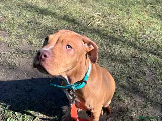 Mixed Breed dogs Tank Aka scooby doo - Advert 3