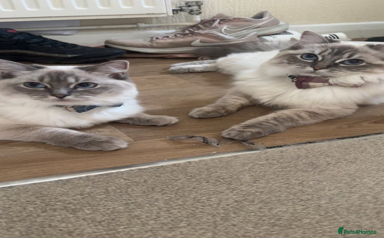 Ragdoll cats - Advert 1
