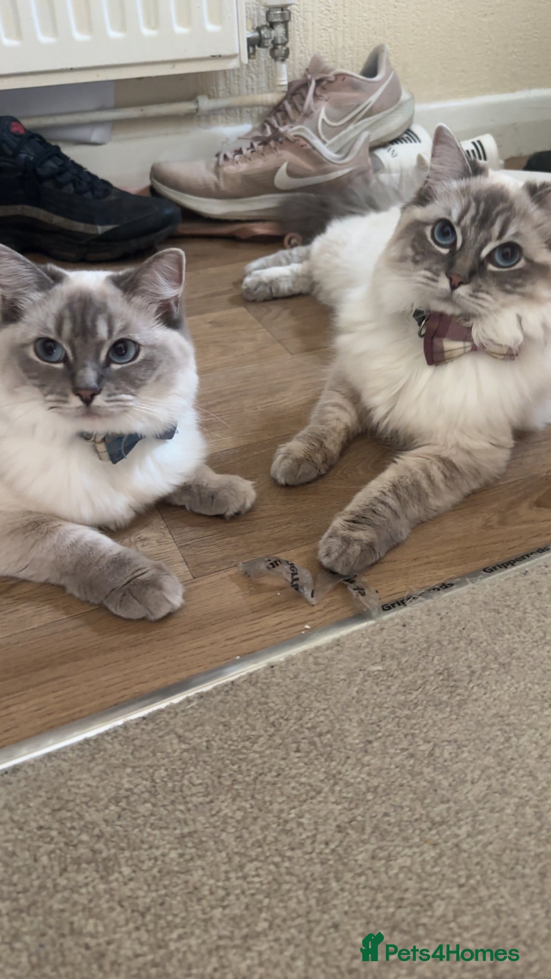 Ragdoll cats for sale: 2 ragdoll girls looking for their new homes  - Image 1