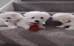 Maltese dogs for sale: Pure Maltese puppies ❤️❤️💙 - Image 6