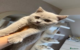 British Shorthair cats for sale: Lilac British Shorthair Kitten - Image 3