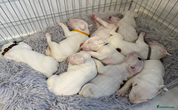 English Bull Terrier dogs - Advert 1