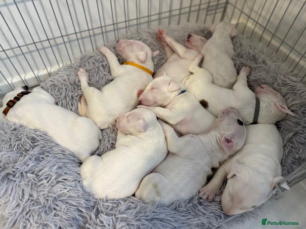 English Bull Terrier dogs - Advert 1