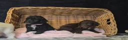 Cockapoo dogs for sale: Adorable cockapoo puppys  - Advert 5