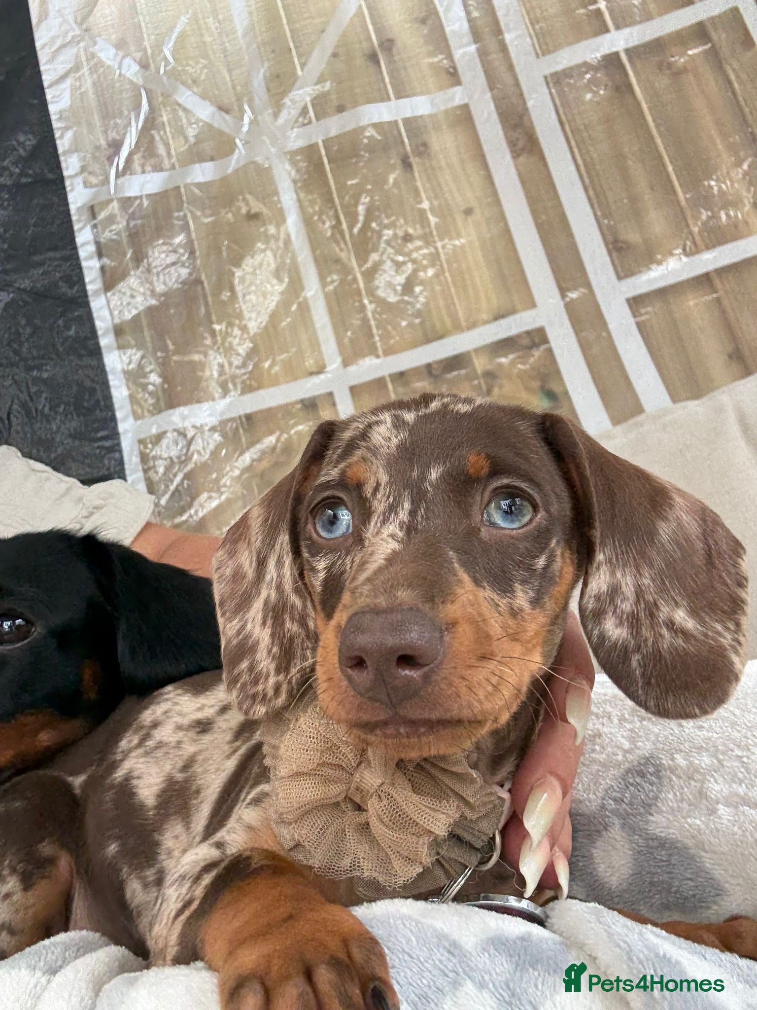 Dachshund dogs Molly seeking forever home - Advert 7