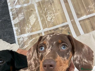 Dachshund dogs Molly seeking forever home - Advert 1