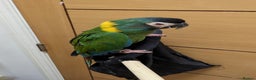 Macaws birds for sale: Golden collard Macaw Yellow collard Macaw  - Advert 18