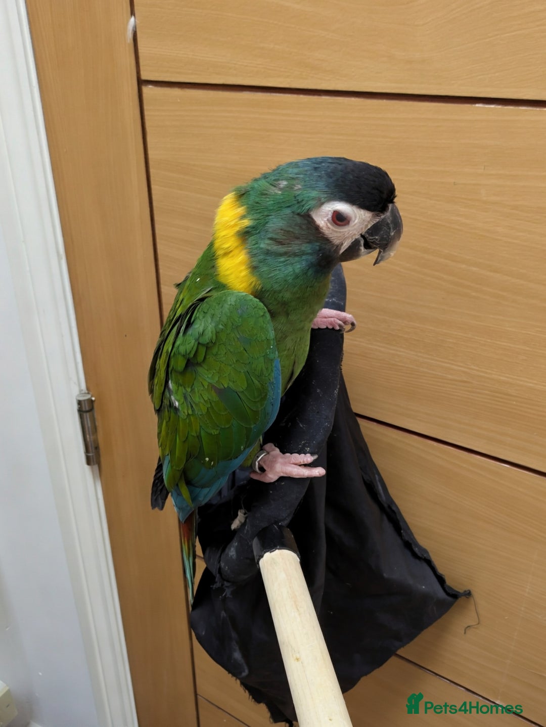 Macaws birds for sale: Golden collard Macaw Yellow collard Macaw  - Advert 18