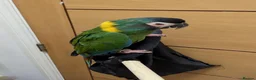 Macaws birds for sale: Golden collard Macaw Yellow collard Macaw  - Advert 19