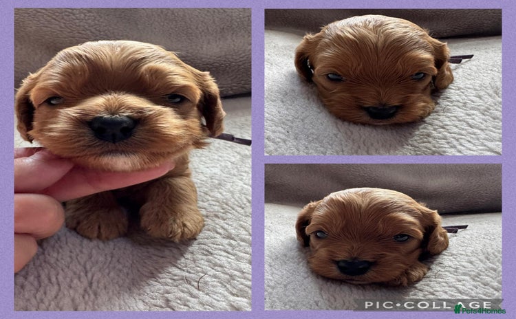 Cavapoo dogs - Advert 1