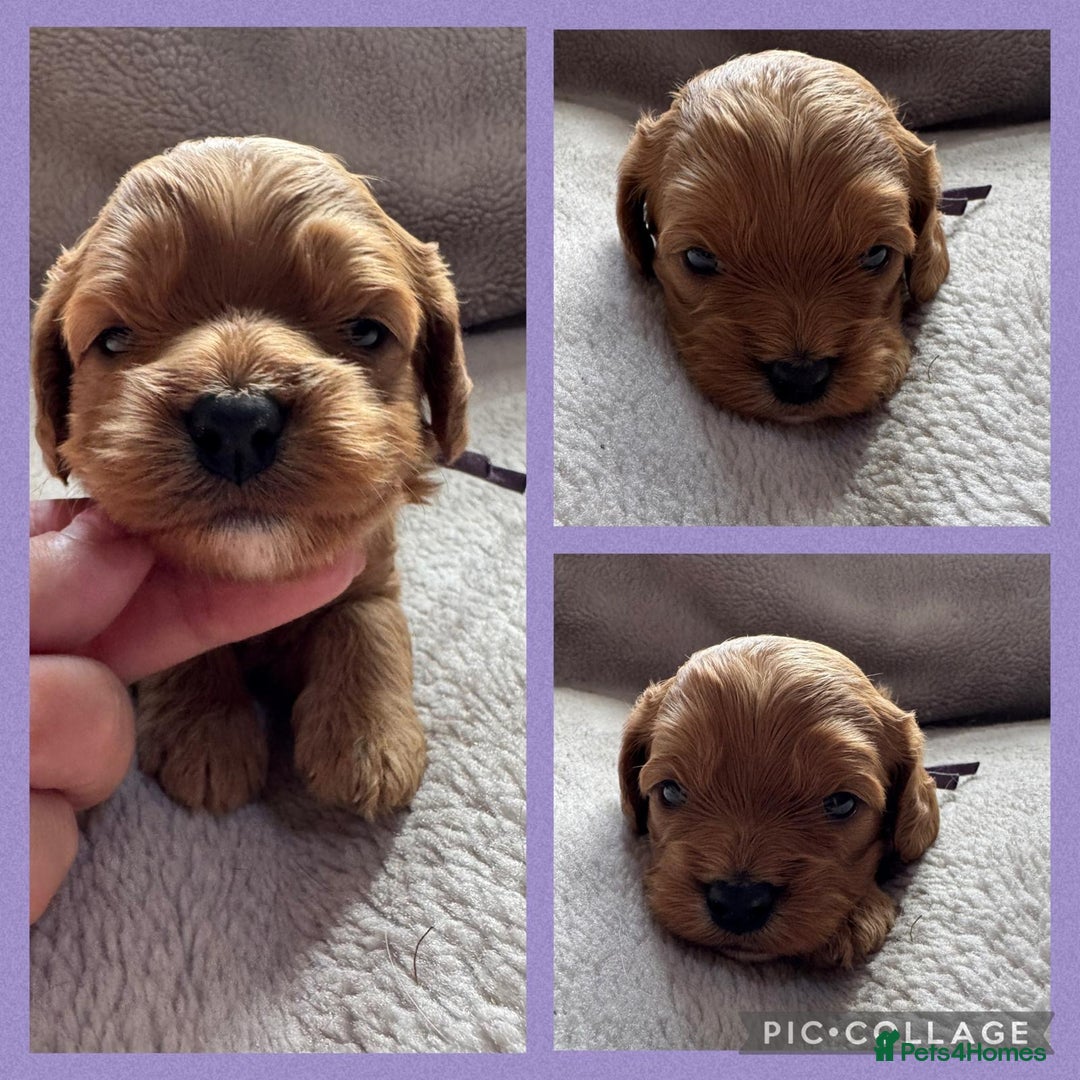 Cavapoo dogs for sale: F1 RED CAVAPOOS LICENSED KC HEALTH TESTED PARENTS  - Image 1
