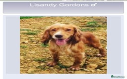 Cocker Spaniel dogs for sale: Working cocker spaniel boy - Image 20