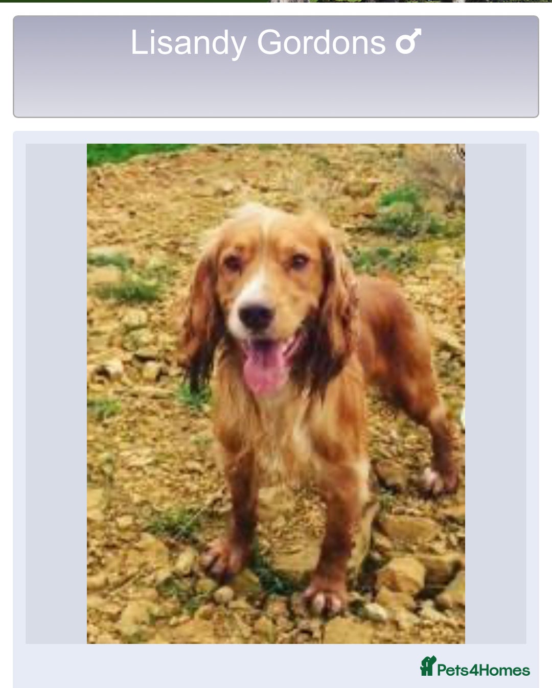 Cocker Spaniel dogs for sale: Working cocker spaniel boy - Image 20