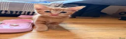 Ragdoll cats for sale: Ragdoll X kittens  - Advert 7