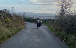 Welsh Section A horses for sale: Super child’s pony  - Image 10