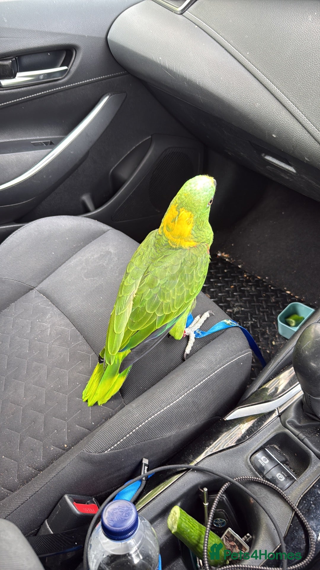 Parrots birds Amazon Yellow Napped Parrot - Advert 2