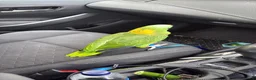 Parrots birds for sale: Amazon Yellow Napped Parrot - Advert 2