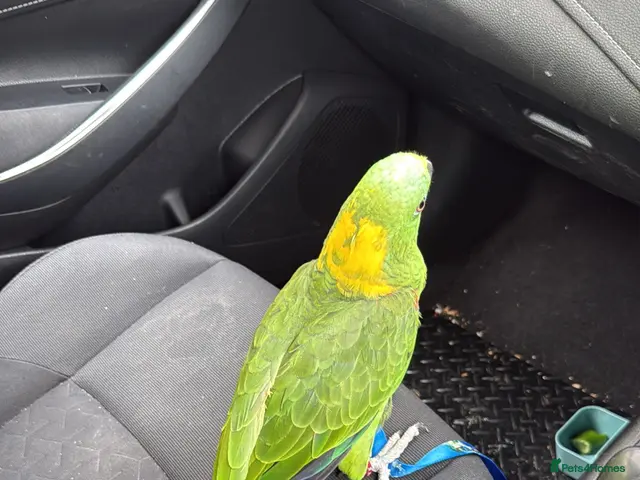 Parrots birds for sale: Amazon Yellow Napped Parrot - Advert 2