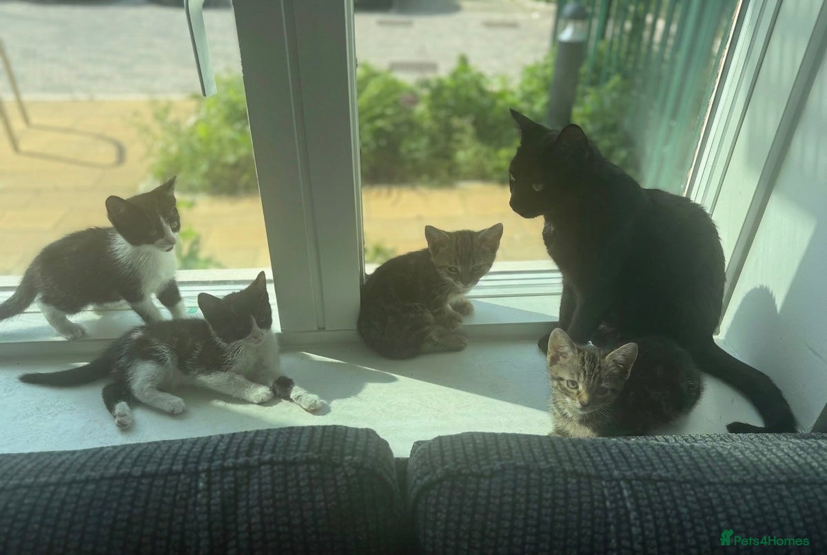 British Shorthair cats 8 week old kittens  - Advert 12