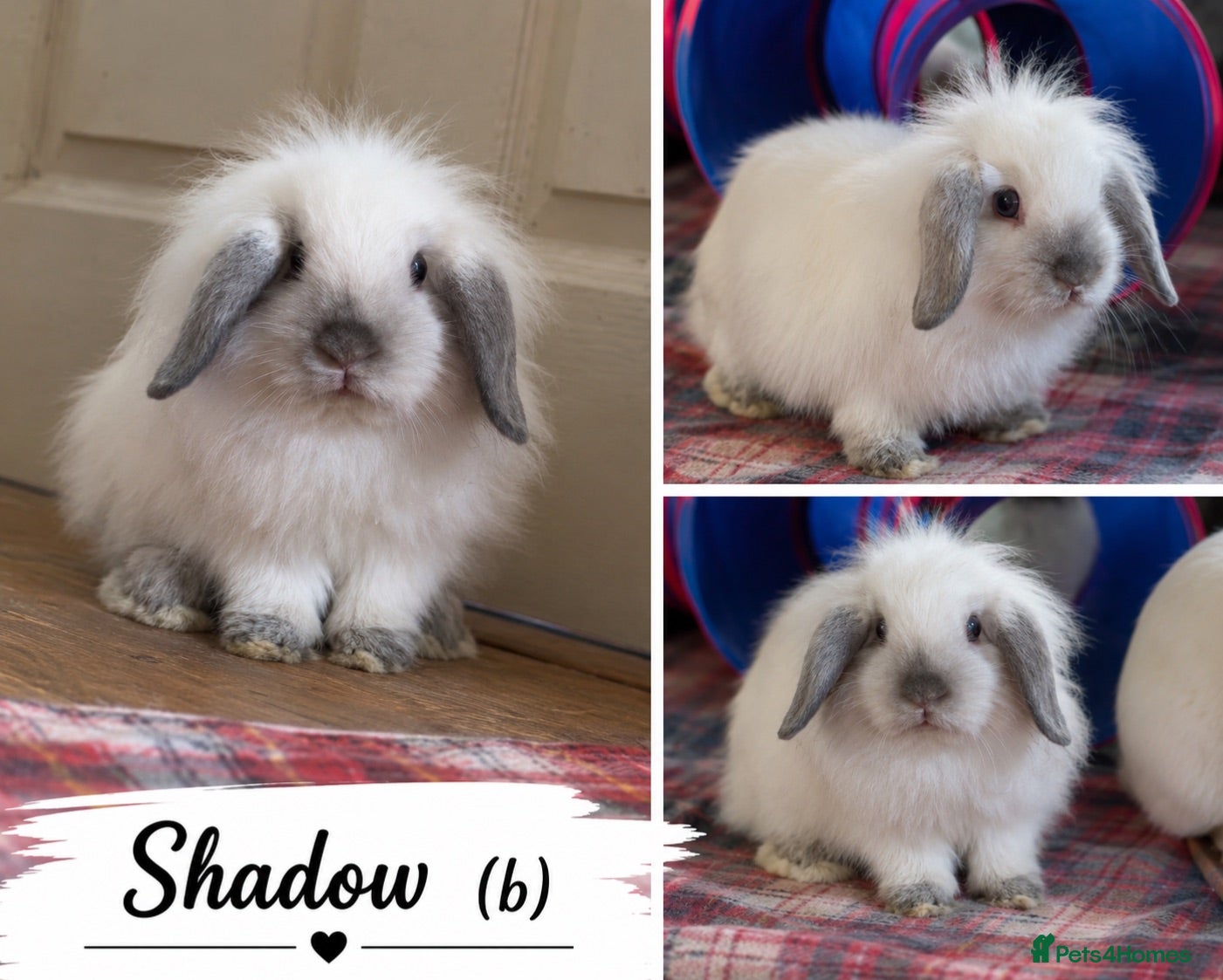 Lionhead rabbits Double Maned Lionheads Babies - Advert 3