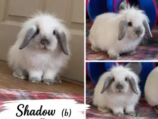 Lionhead rabbits Double Maned Lionheads Babies - Advert 3