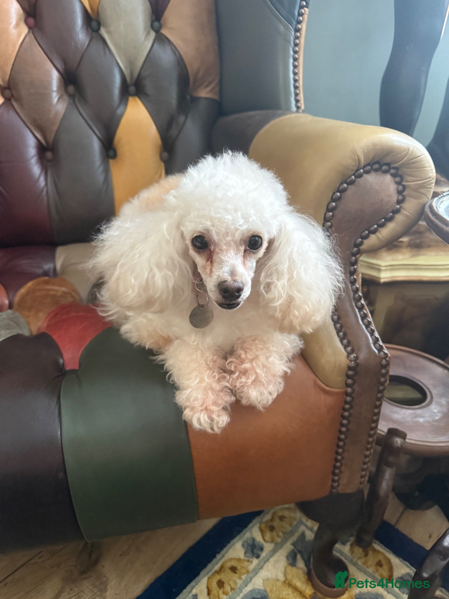 Toy Poodle dogs Toy poodle little girl (KC registered ) - Advert 1