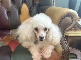 Toy Poodle dogs Red Toy Poodle little girl (KC registered ) - Advert 2