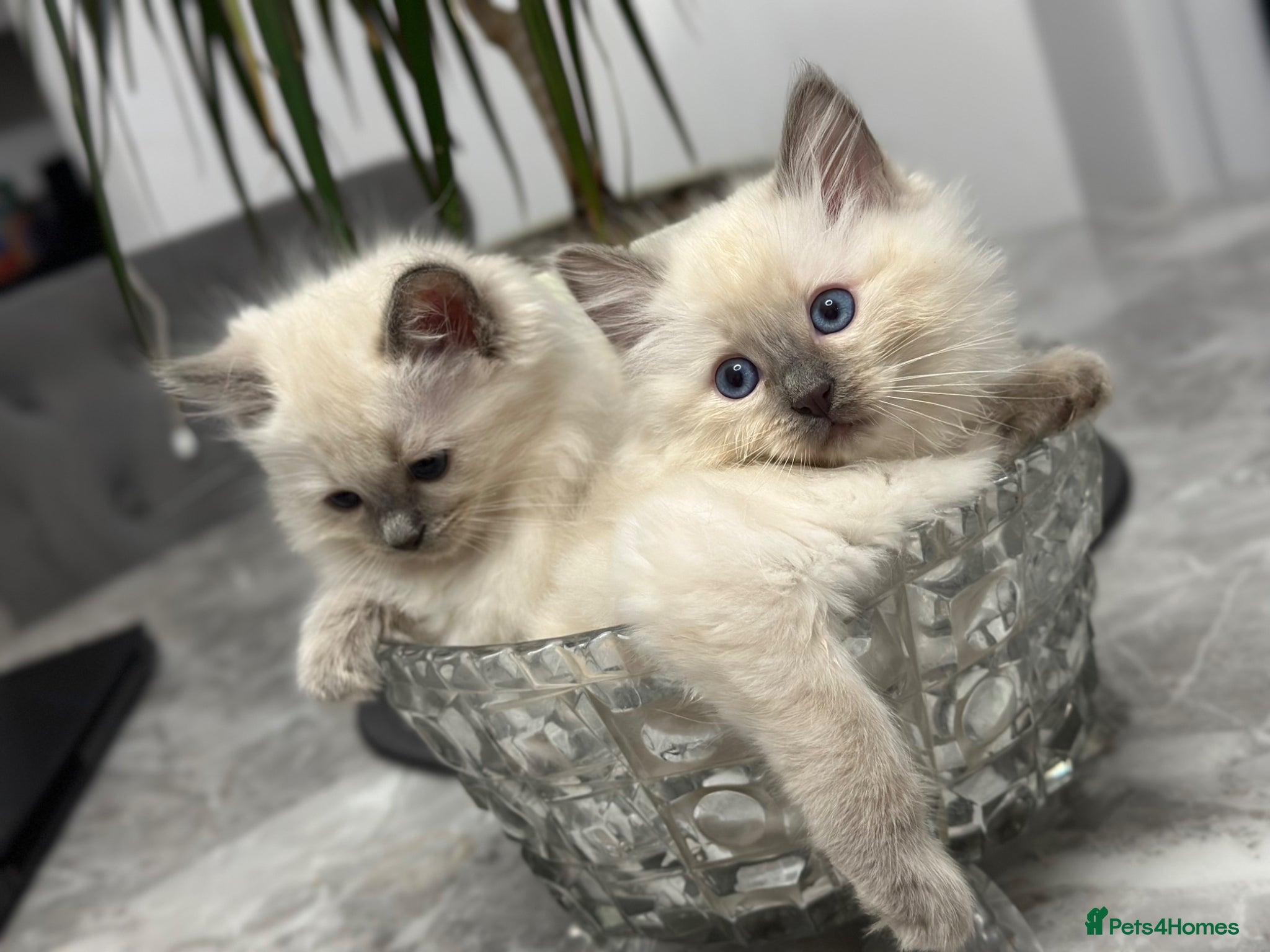 Ragdoll cats Ragdoll kittens for sale  - Advert 1