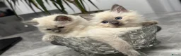 Ragdoll cats for sale: Ragdoll kittens for sale  - Advert 1