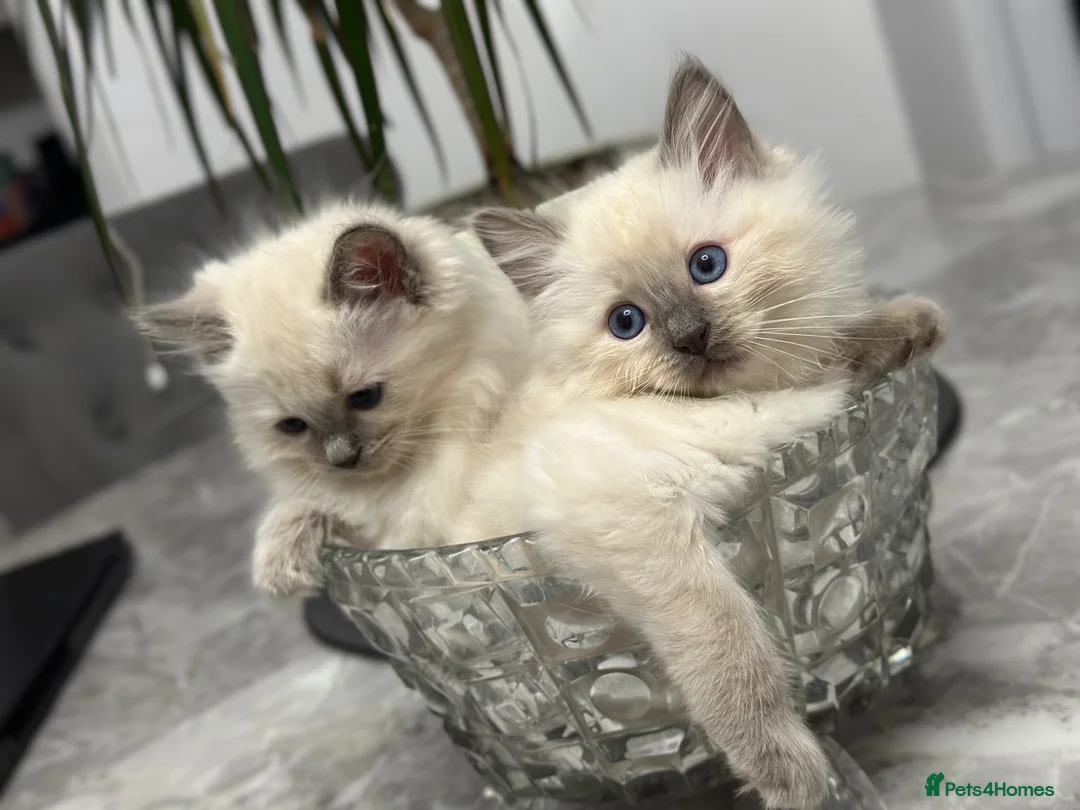 Ragdoll cats for sale: Ragdoll kittens for sale  - Advert 1