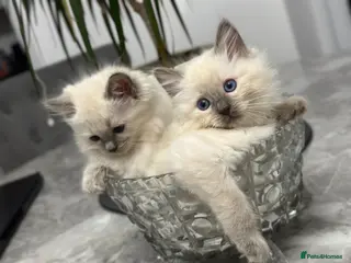Ragdoll cats Ragdoll kittens for sale - Advert 1