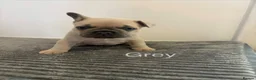 French Bulldog dogs for sale: KC French bulldog puppies - Advert 9
