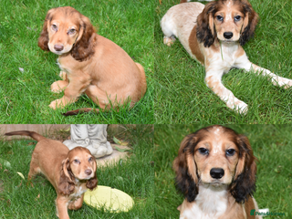 Cocker Spaniel dogs - Advert 23