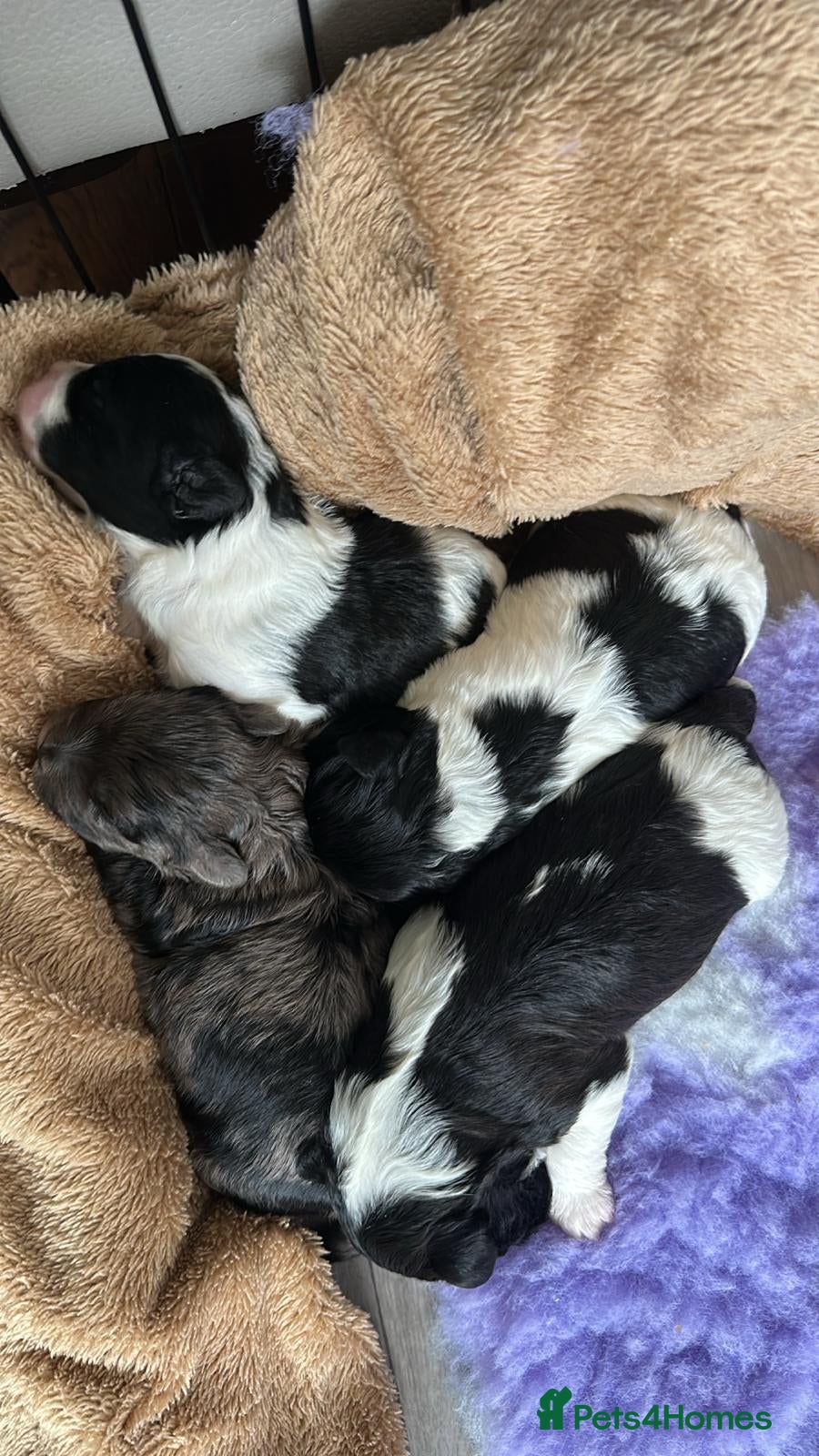 Lhasapoo dogs Stunning Lhasapoo Puppies Available.  - Advert 1