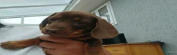 Miniature Dachshund dogs for sale: Miniature dachshund puppies  - Advert 10