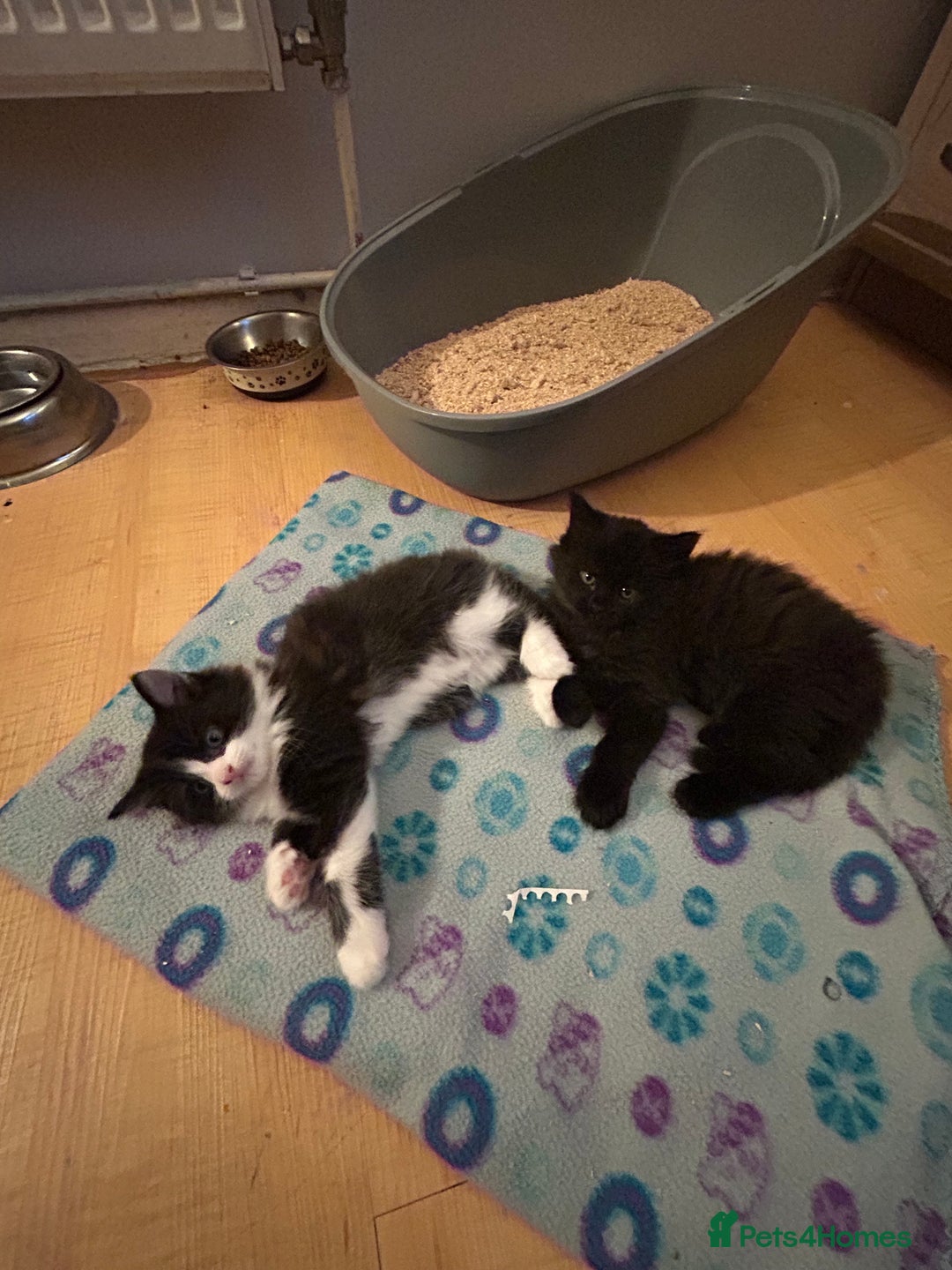Mixed Breed cats for sale: 3 adorable kittens  - Image 8