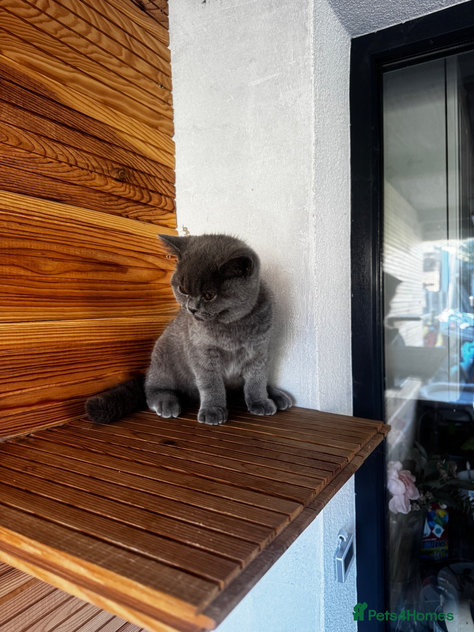 British Shorthair cats Beautiful GCCF ready to leave  - Advert 2
