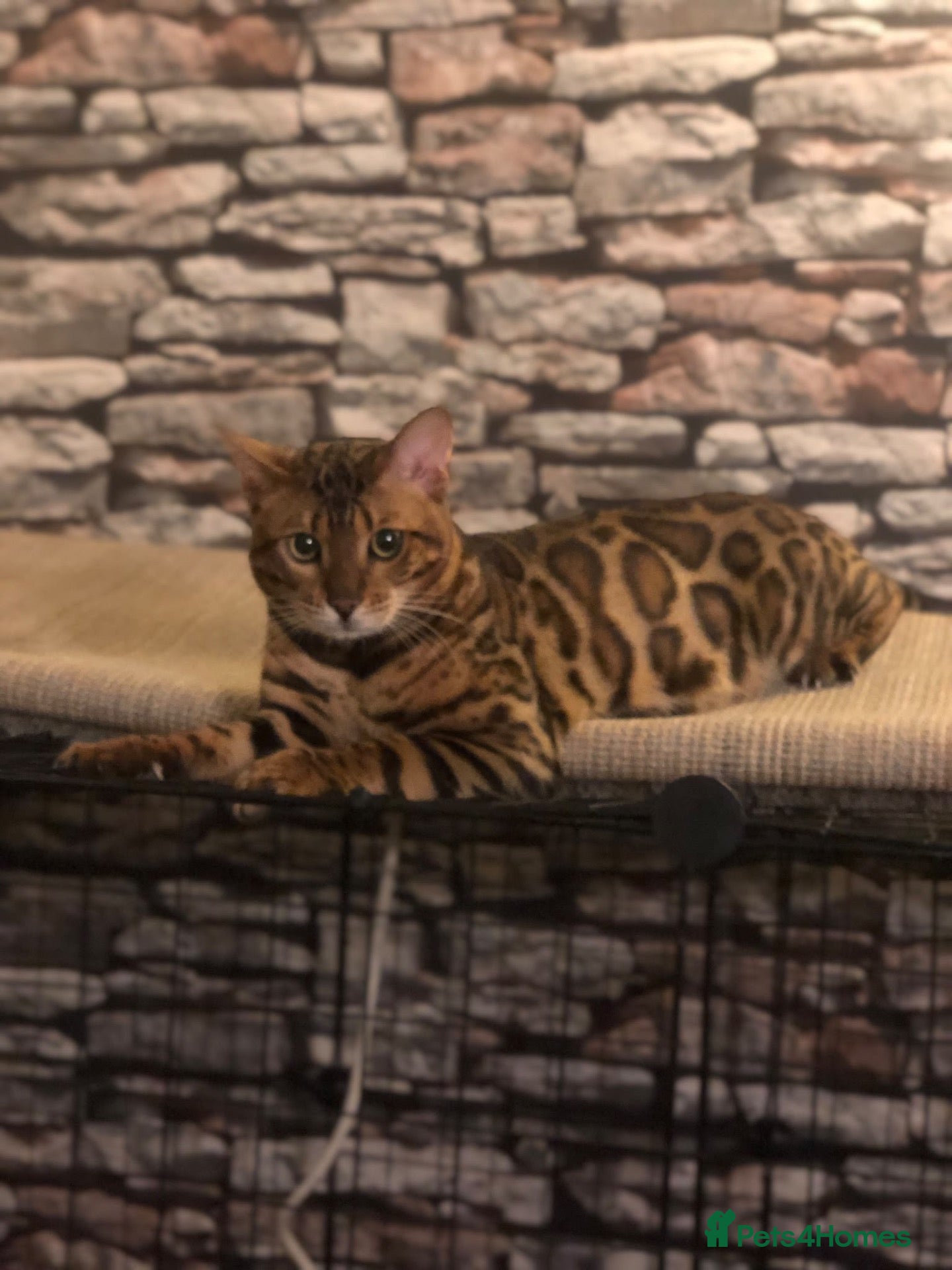 Bengal cats for sale: Male Bengal - Advert 16