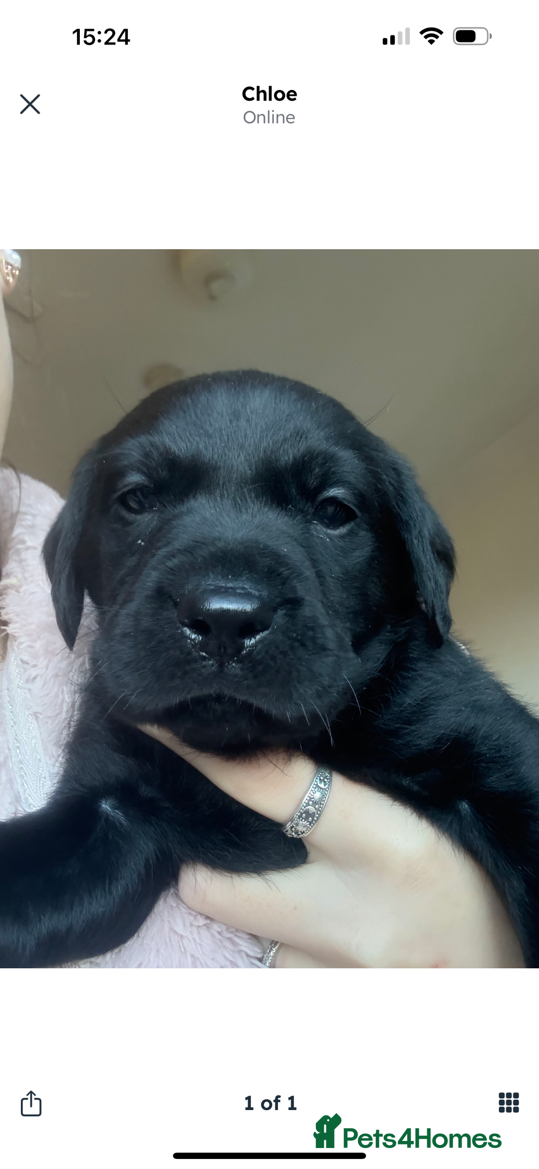 Labrador Retriever dogs for sale: Labrador puppies.  - Advert 21