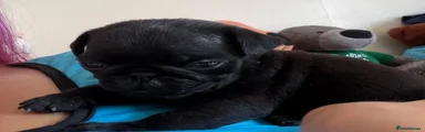 Pug 3