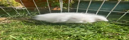 Mini Lion Lop rabbits for sale: * 2 left*  ready now - Advert 8