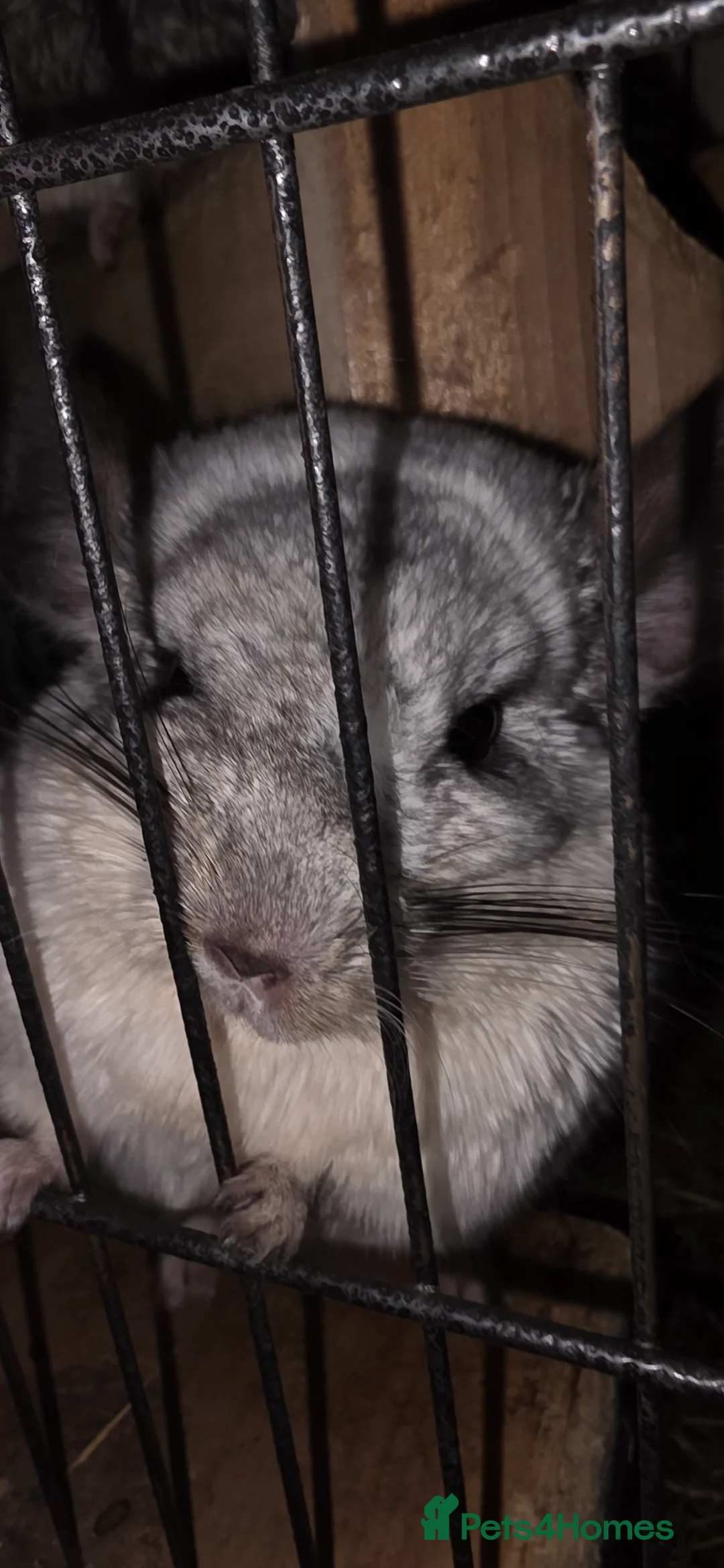 Chinchilla rodents for sale: Pair of male bonded chinchillas  - Advert 3