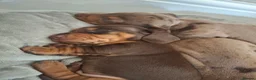 Miniature Dachshund dogs for sale: Miniature Dachshund puppies  in Derby - Advert 21