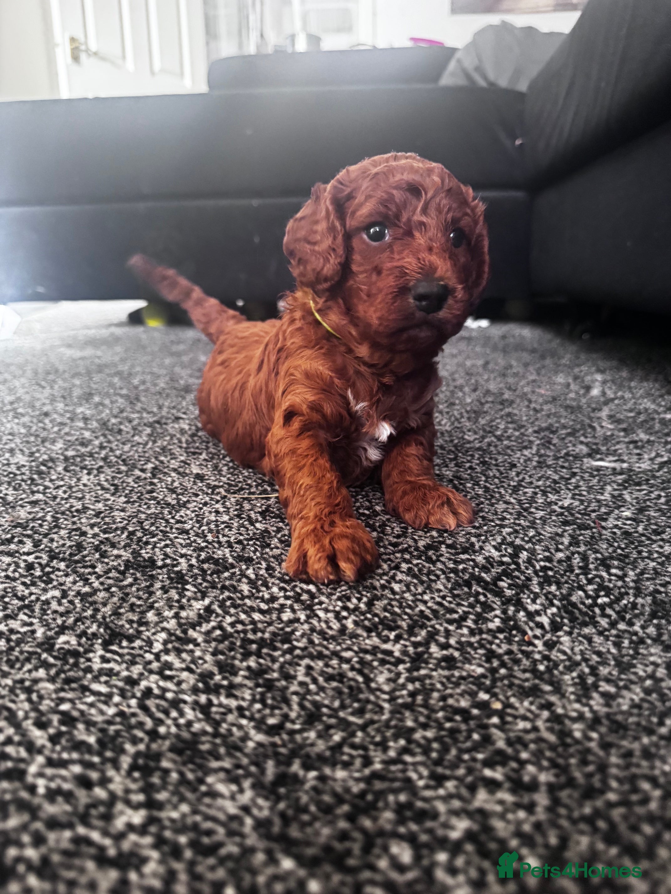 Cockapoo dogs Beautiful Red Medium Cockapoo Puppies - Advert 1