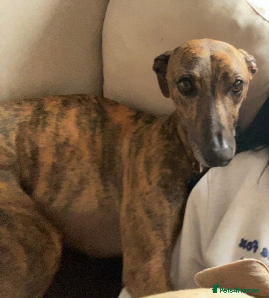 Lurcher dogs Beautiful male Lurcher, 3 Years - Advert 1
