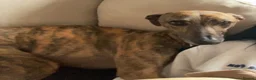 Lurcher dogs for sale: Beautiful male Lurcher, 3 Years in Bury Saint Edmunds - Advert 1