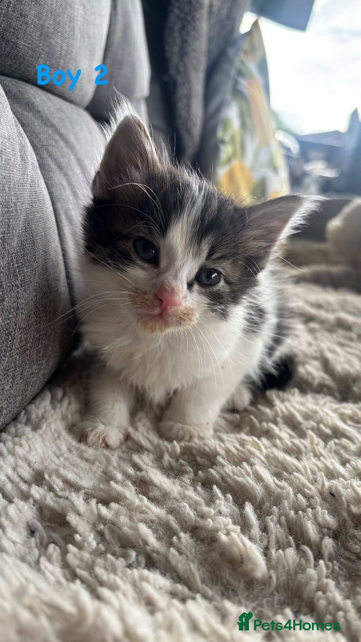 Mixed Breed cats for sale: BEAUTIFUL KITTENS FOR SALE!💕 in Sandbach - Advert 6