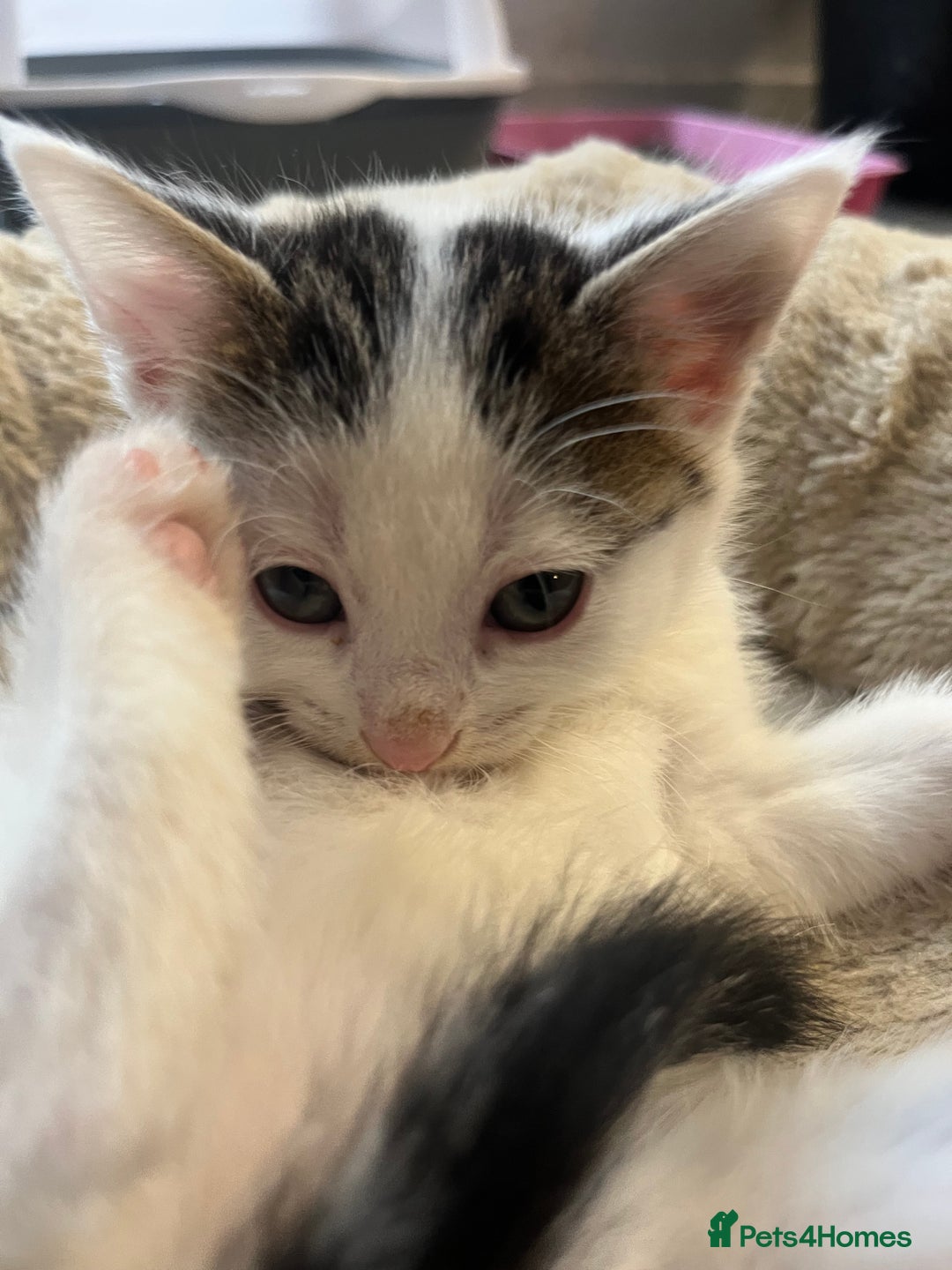 Mixed Breed cats for sale: 2 Adorable 8 week old kittens - Advert 18