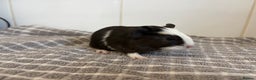 Guinea Pig rodents for sale: 2 Male Guinea Pigs - Advert 3